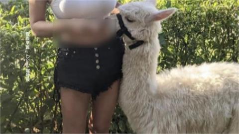 用空拍機「投毒殺羊駝」！凶手傳是「張美阿嬤兒子」2業者急發聲明