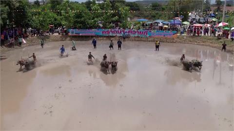 感謝水牛對農業貢獻　泰國「水牛賽跑」象徵雨季開始