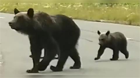 日動保人士痛批射殺熊太殘忍 竟喊「抵制秋田農產」惹怒全網!