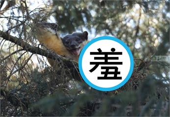 玉山黃喉貂樹上「愛愛」40分鐘　罕見畫面全都錄