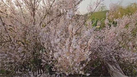 台南南化隱藏版秘境　紫色花海吸引遊客慕名而來