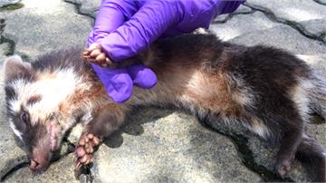 花蓮頻傳鼬獾染狂犬病 今年已有7案例