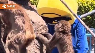 扯！美籍男穿詭異布偶裝硬闖「爆紅小猴Panchi家」 嚇壞猴群　園方怒報警