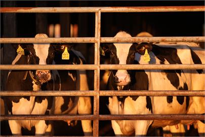 快新聞／到禽畜農場要小心　美CDC：證實第2名乳牛場工人感染禽流感