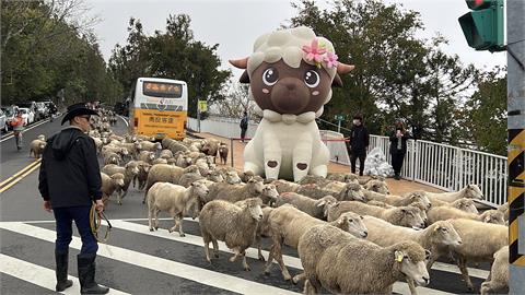 清境農場「櫻舞飛羊」正式登場！櫻花盛開「平價國旅」情人節狂湧上千人