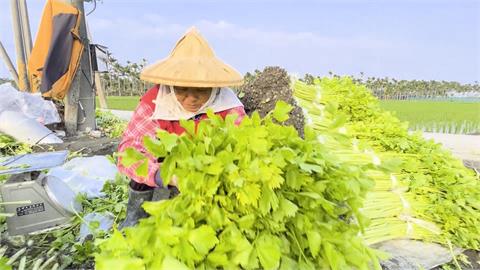 種芹菜管採收費工　屏東新園烏龍地區面臨老年化