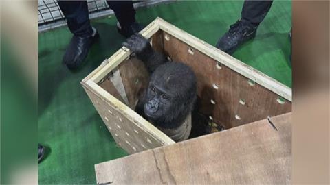 奈及利亞走私大猩猩寶寶　土耳其海關攔截搶救