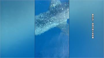 保育類鯨鯊小琉球現身 民眾開心驚呼