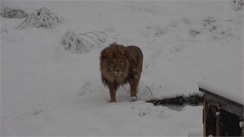 科索沃動物園變銀白世界　非洲大獅子超焦躁