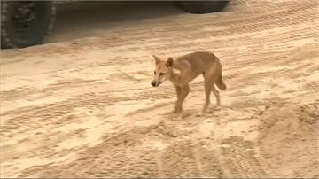 澳洲弗雷澤島傳野狗攻擊 14個月娃遭拖車外