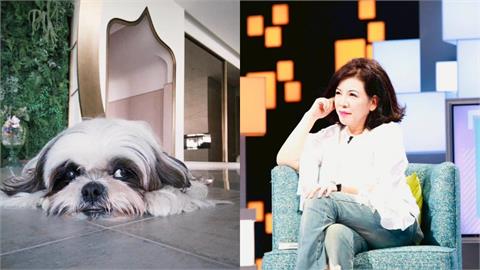 陳文茜爆昔日險摔倒動不了！愛犬當年「神舉動」救她半條命感人過程曝