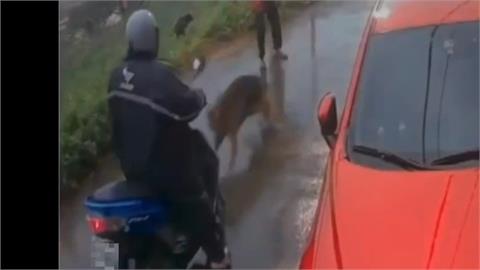 飼主夫妻輪流遛狗！　狼犬未牽繩2年咬傷3人