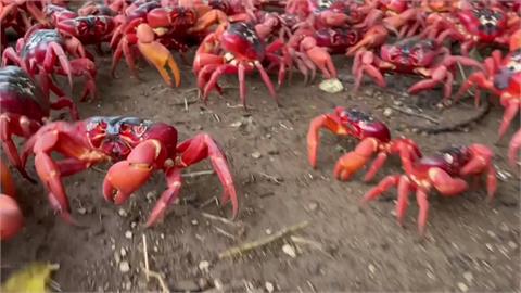 氣候變遷澳洲去年「超乾」　紅蟹大遷徙首度延遲2個月