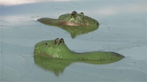 藍藻污染阿根廷東北部湖泊　水豚毛皮沾滿藻類成綠色