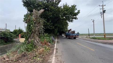颱風吹垮路樹發巨響　2騎士遭壓傷送醫