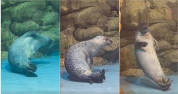 屏東海生館海豹夏綠蒂猛抓癢　發現被拍後「趕快裝沒事」笑翻眾人