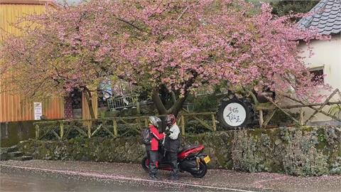 嘉義「櫻櫻美代子」躲過風雨盛開中　賞完櫻還可以做「這件事」