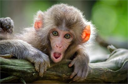 全球6大奇特慶典　猴子吃Buffet、冰凍髮藝上榜