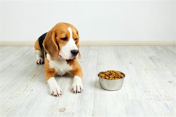 5個狗狗餵食誤區 妳也是「愛」錯方式的那位嗎？