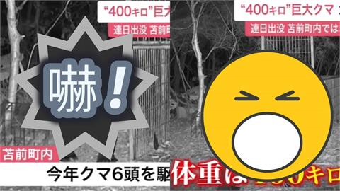 北海道現蹤「巨型400公斤棕熊」!肥到「塞不進捕獸籠」畫面曝光