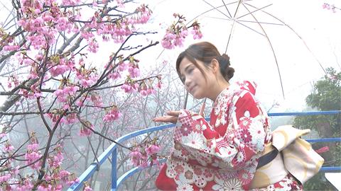 不怕撲空！三峽清肺農場擁多品種櫻花　民眾穿和服拍美照