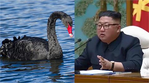 北朝鮮陷糧荒危機　金正恩鼓勵吃黑天鵝肉「美味、營養、抗癌」！