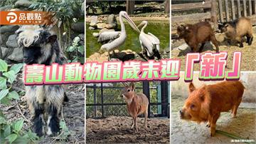 壽山動物園歲末迎新成員　鵜鶘、侏儒羊等萌獸報到