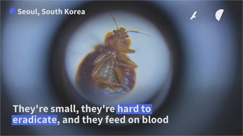 南韓爆蟲蟲危機　工程師架「臭蟲地圖」防踩雷