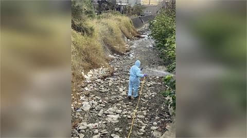 快新聞/苗栗也出事了!235隻死雞丟棄大排 「確診禽流感」源頭曝光