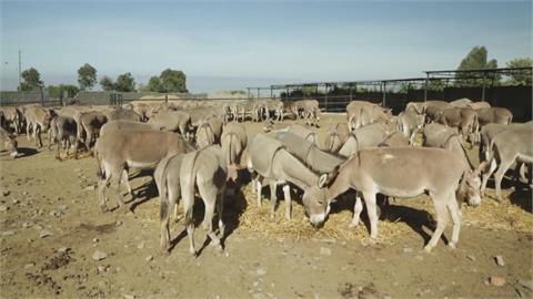 中國人愛吃阿膠！「驢數量銳減」　非洲聯盟通過禁驢皮出口