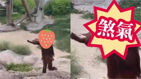 拜年討紅包拿出這架勢！猩猩「高姿態討水果」網一放大牠表情笑瘋：恭喜發財…