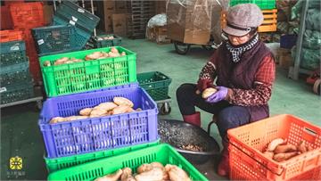 產地到餐桌 番薯的產銷過程