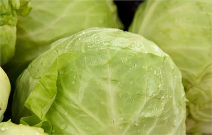 日國產高麗菜歉收　進口量1月飆升42.5倍破1.7萬噸