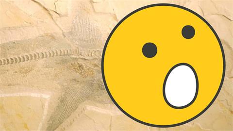 史前1億年巨獸「皺齒鯊」完整化石找到了！專家狂挖2世紀「真貌揭曉」震撼考古迷