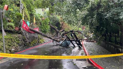 快新聞／疑連日下雨釀禍！台北北投路樹倒塌　連帶拉斷2電桿