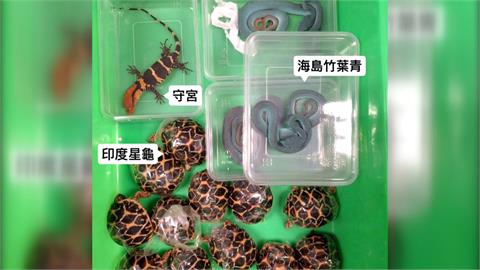 調查局聯手查緝可疑包裹　竟查獲「印度星龜」保育動物