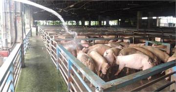 「吃到非洲豬瘟豬肉」會怎樣？　政府重申：人體無感染風險