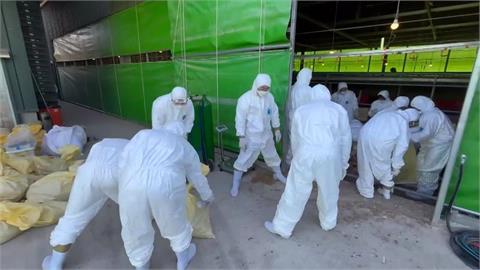 台中業者隱匿禽流感「雞屍偷丟苗栗」　盧秀燕：惡性重大開罰115萬元