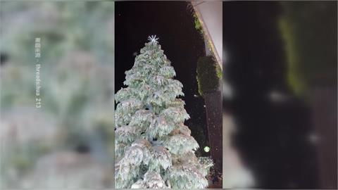 小恐龍穿新衣！台中市交通局攜手科博館　行人號誌換上耶誕裝