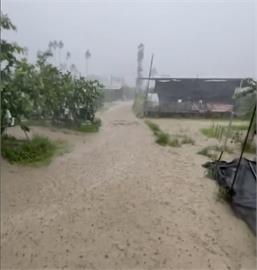 大雨不斷果農欲哭無淚！　六龜7天降1800毫米雨量芭樂園成游泳池
