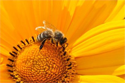快新聞／蜜蜂有救了！國輻中心領先全球　破解蜂群病毒感染機制　