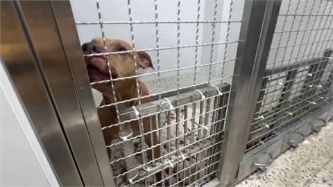 比特犬Lucky安置中新家沒了？　嘉義、屏東飼主有疑慮領養卻步
