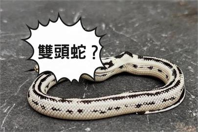 美寵物店見「10萬分之1」的奇蹟！「雙頭蛇」暴紅全球網喊152萬搶買