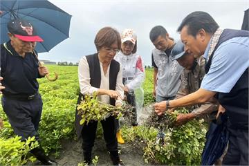 王惠美親赴彰化產區勘災　花生農損今起啟動救助申請