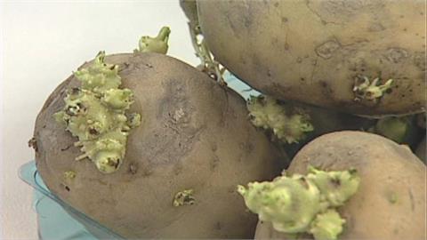 網傳開放發芽馬鈴薯進口？防檢署長駁斥：不可能流入市場