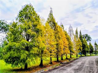 落羽松賞景指南｜湖畔、林道、山景拍照秘境完整攻略！