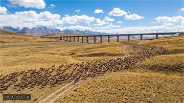 守護高原精靈！青藏鐵路「靜音管制」助藏羚羊安全遷徙