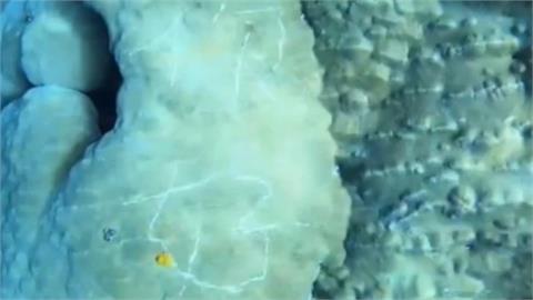 蘭嶼200歲珊瑚遭刻「你好」！潛水教練氣炸飆髒話　網一看也怒了
