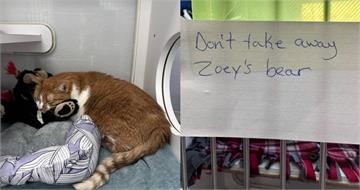4歲橘貓被送進收容所緊緊依偎小熊玩偶　1張紙條揭心碎故事