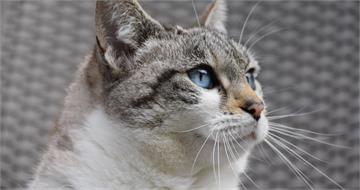 只是養一隻貓!女醫師與家人吵到出事 媽回家見女兒倒臥房內